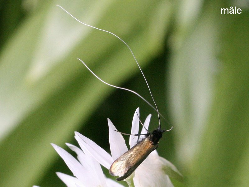 adela_reaumurella3md