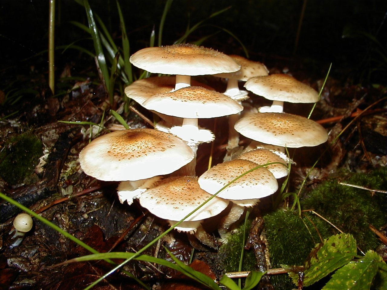 Afficher le média armillaria_ostoyae1md armillaria_ostoyae1md