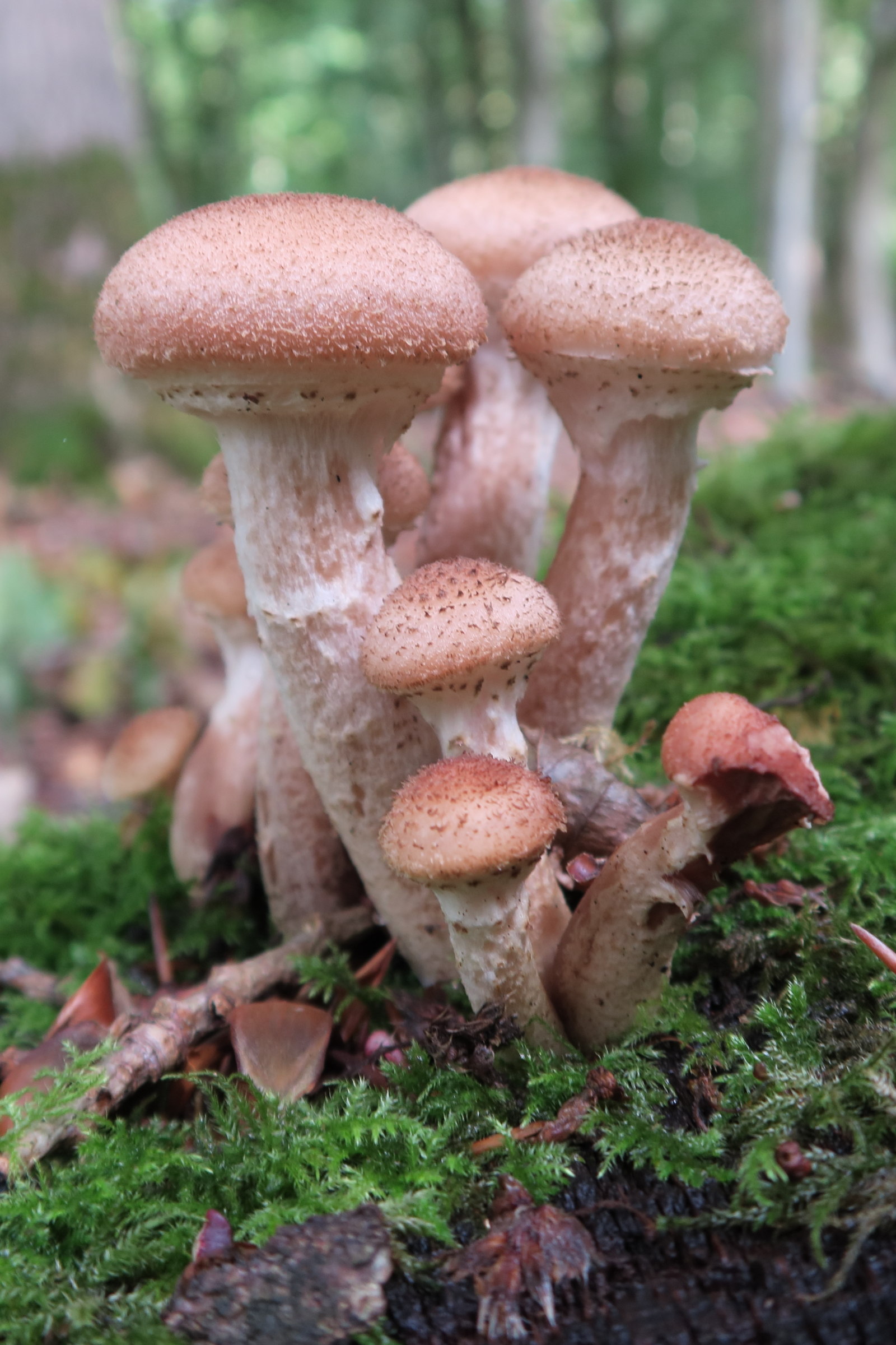 Afficher le média armillaria_ostoyae2md armillaria_ostoyae2md