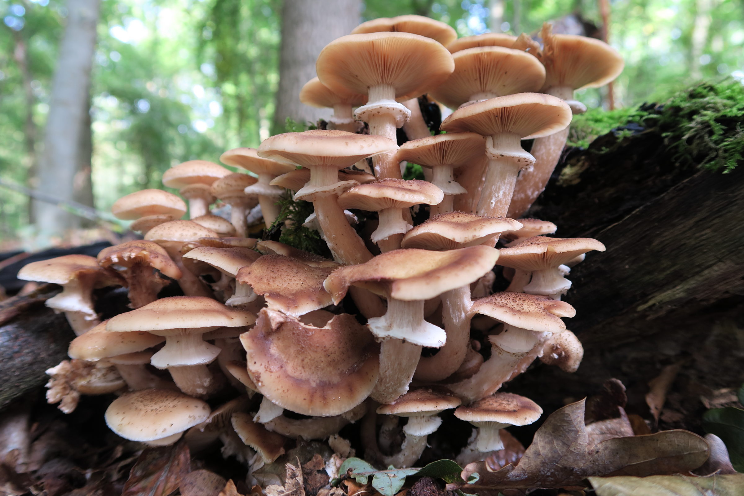 Afficher le média armillaria_ostoyae3md armillaria_ostoyae3md