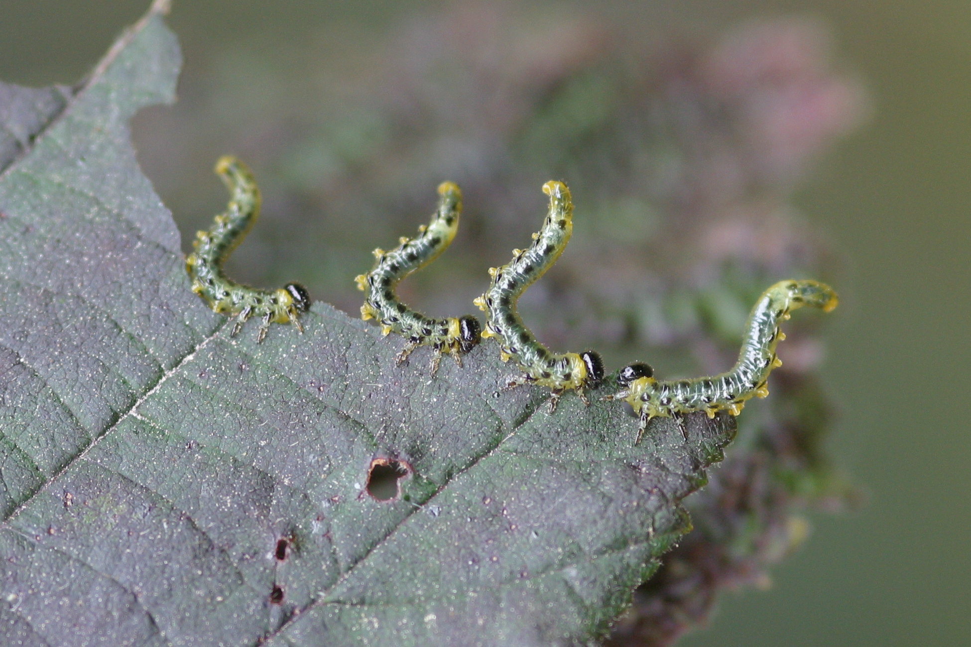 craesus_septentrionalis_larv1bd