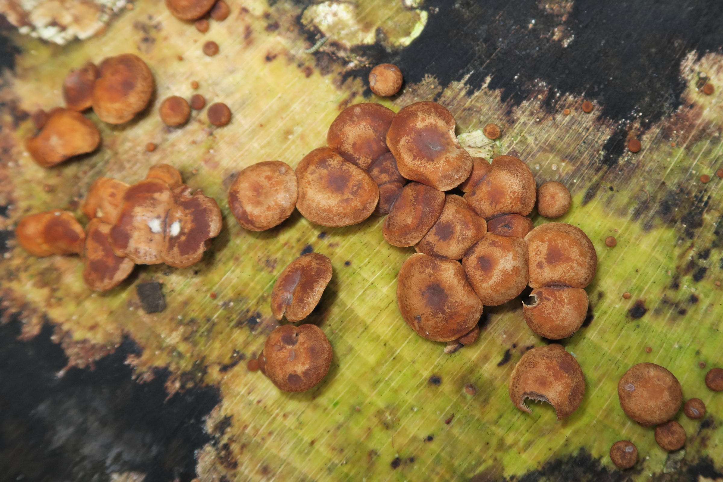 deconica_horizontalis2md