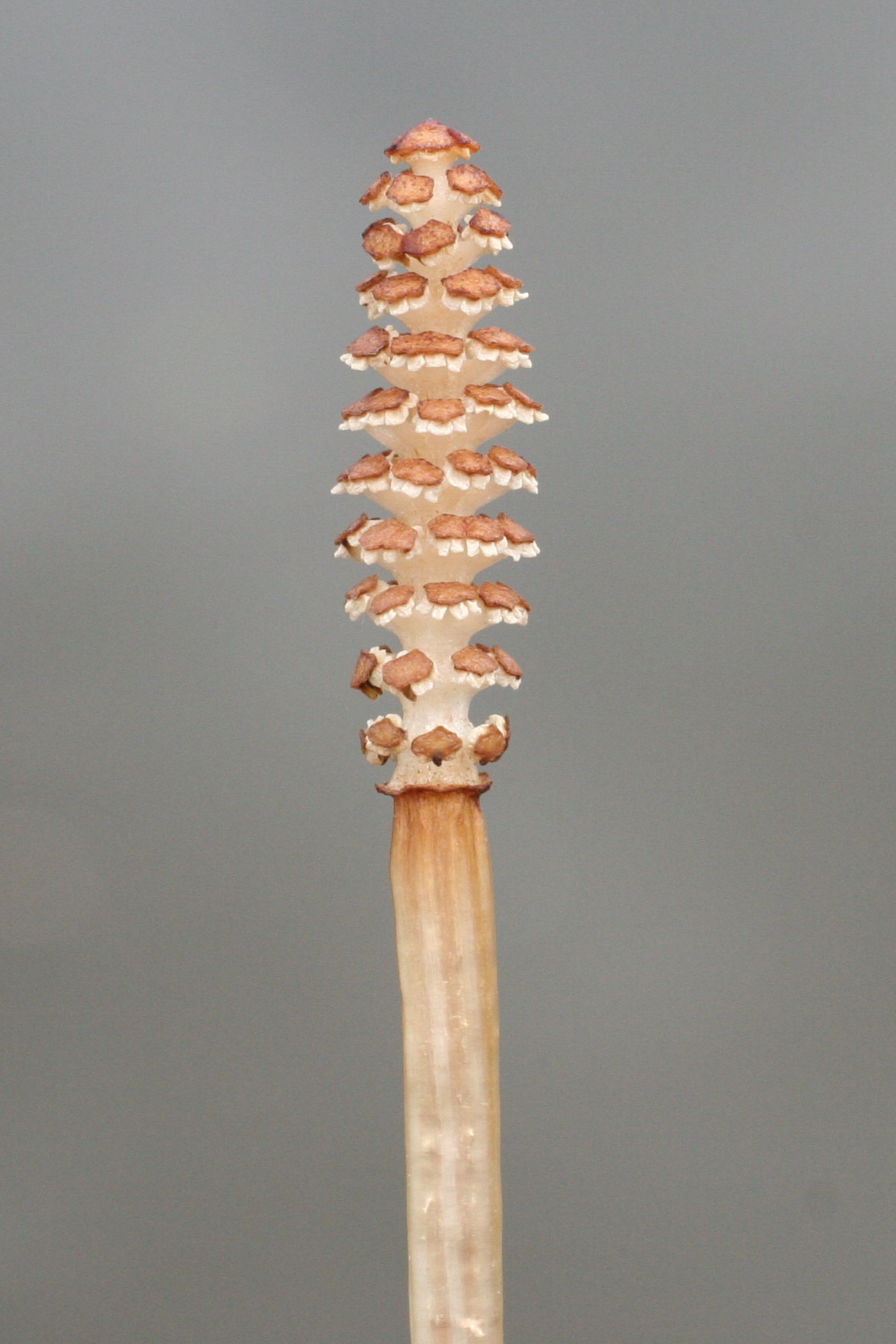 equisetum_arvense6md