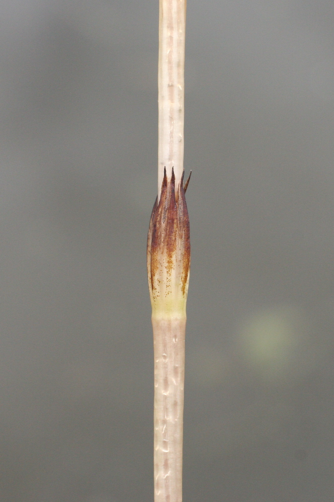 equisetum_arvense7md