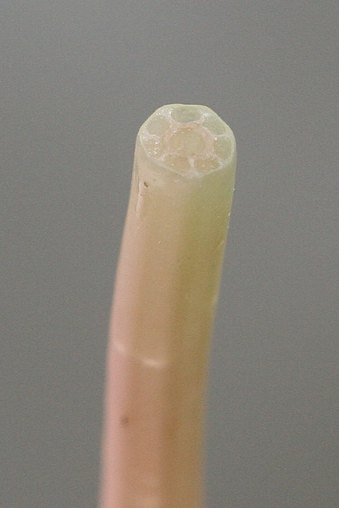 equisetum_arvense8md