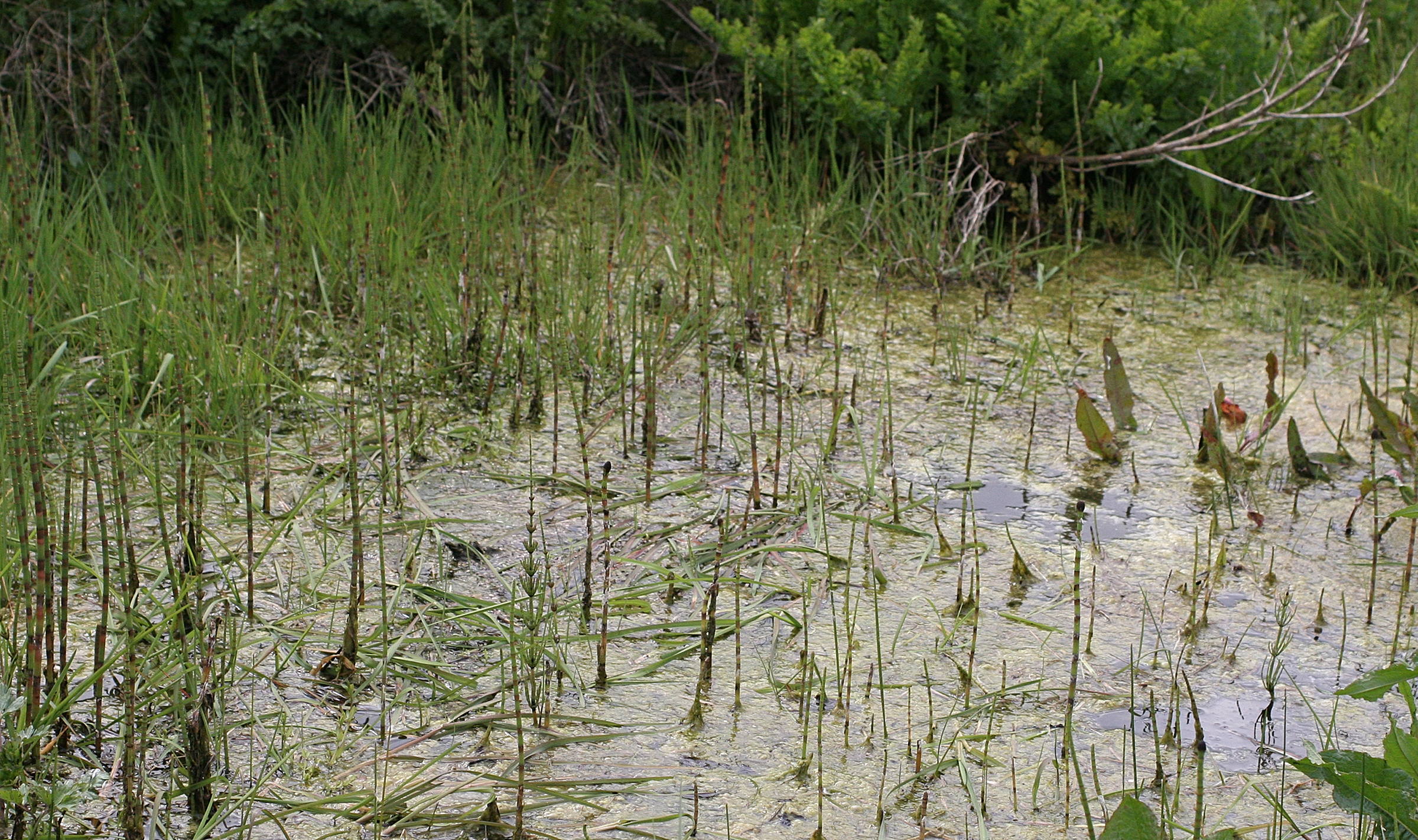 equisetum_palustre5md