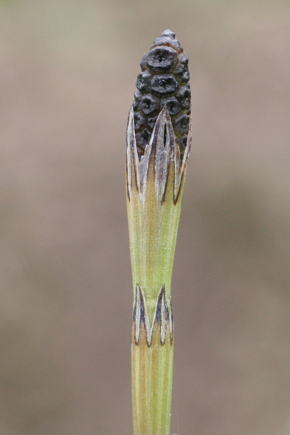 equisetum_palustre6md