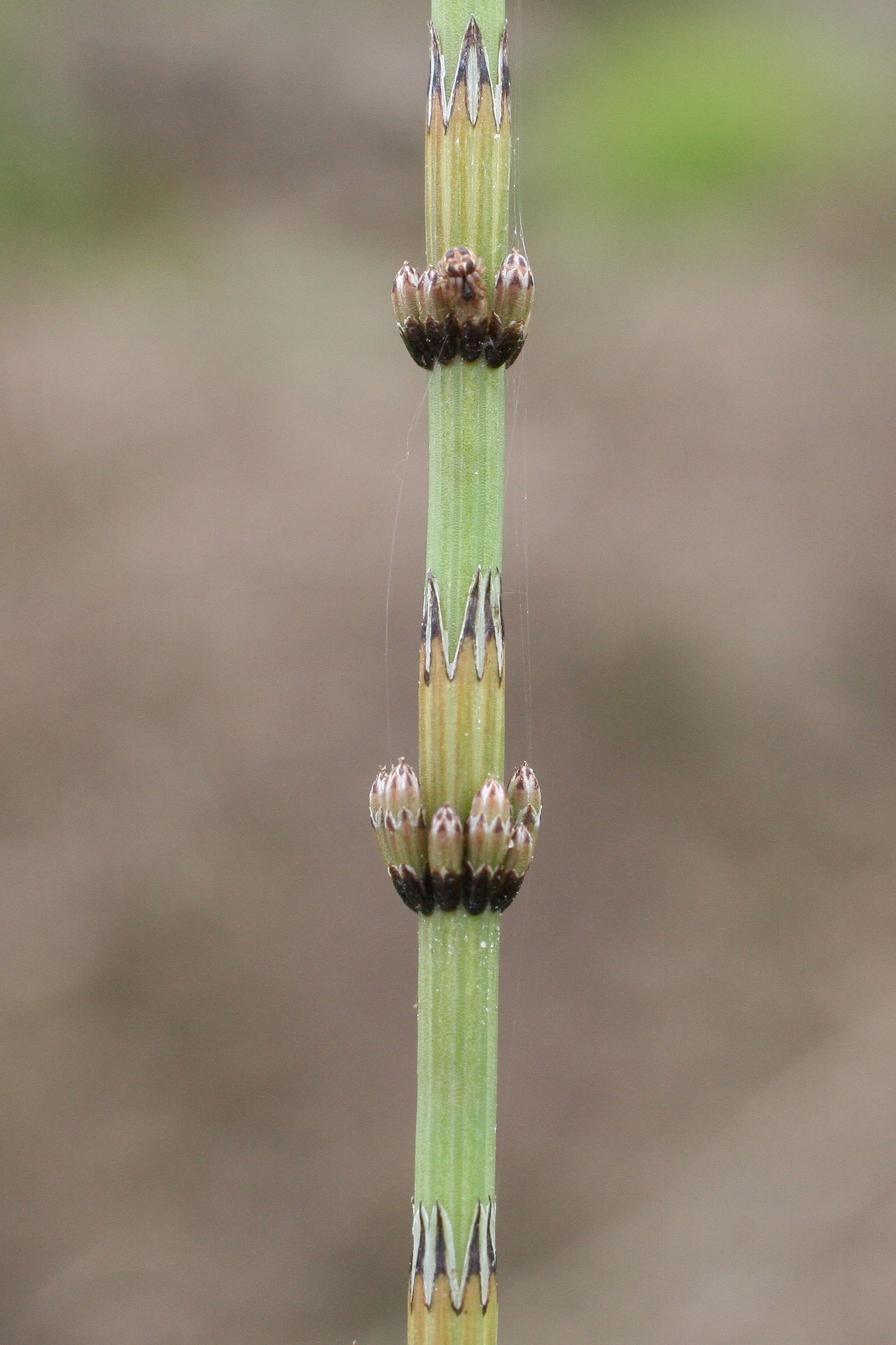 equisetum_palustre7md