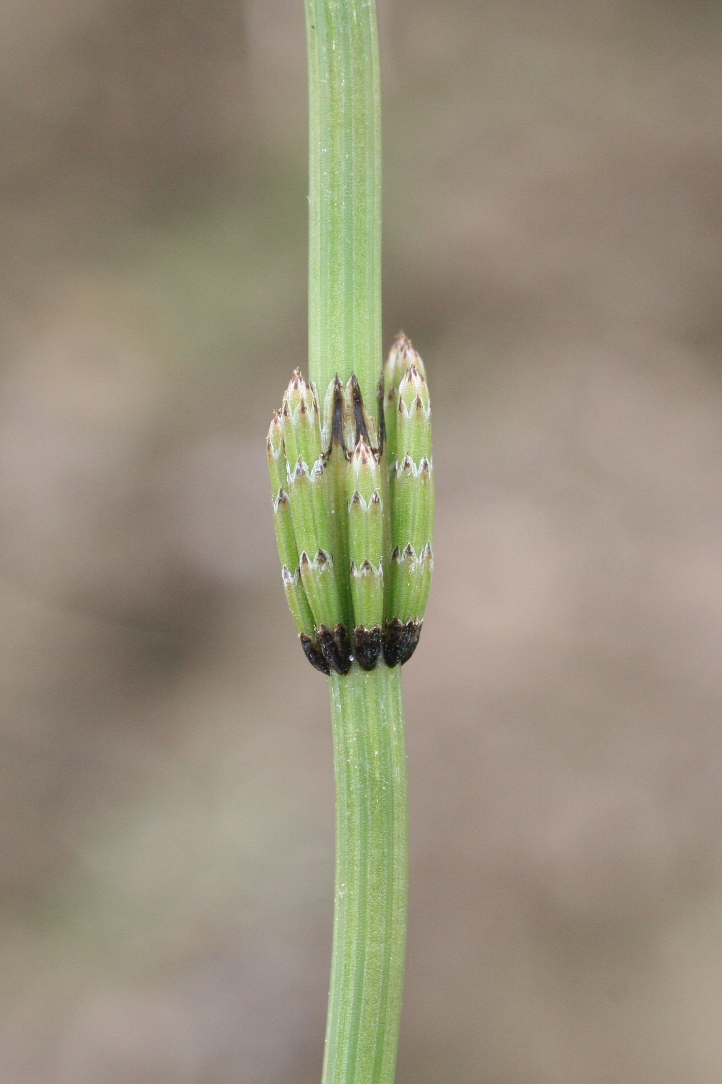 equisetum_palustre8md