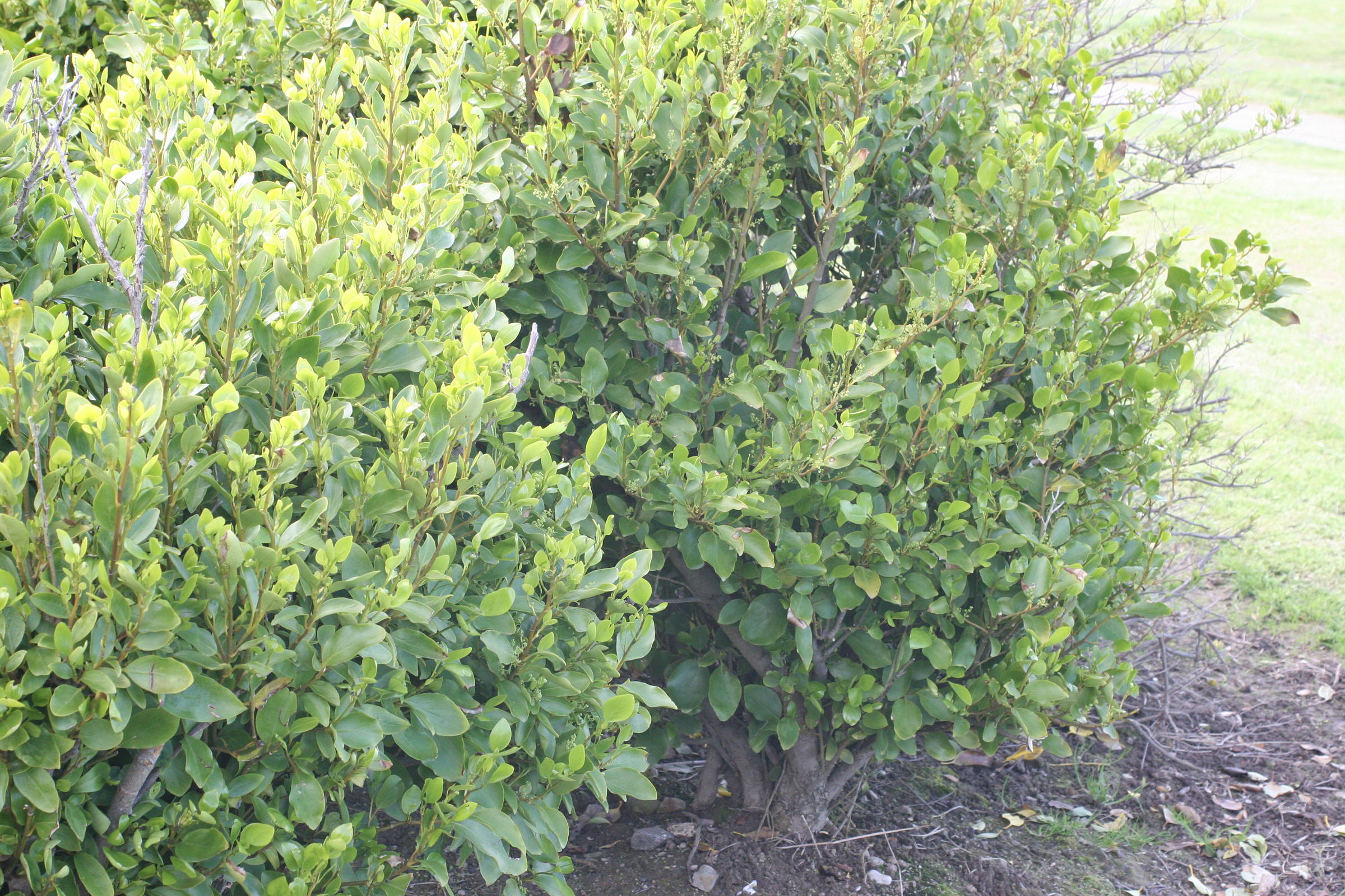 griselinia_littoralis4md