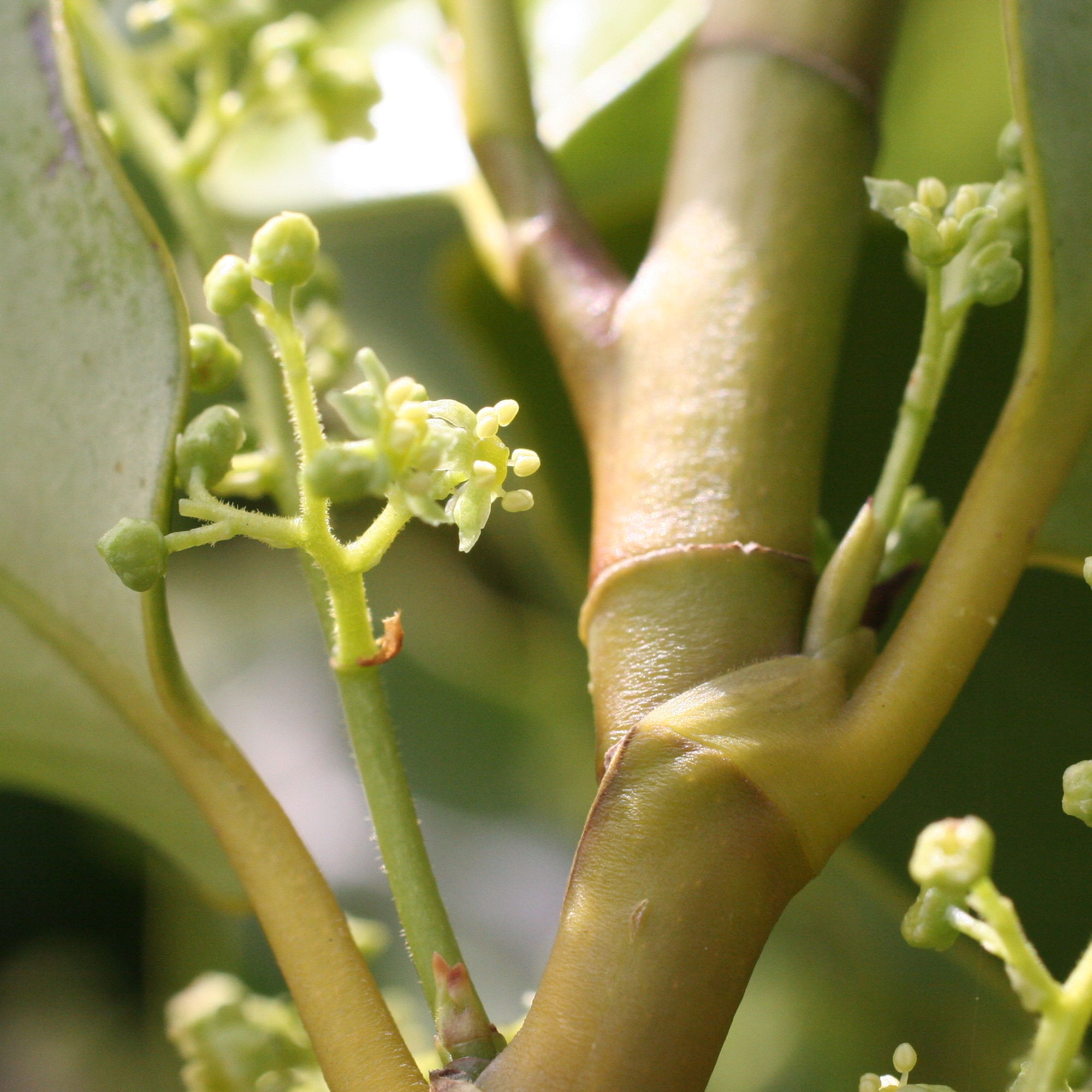 griselinia_littoralis5md