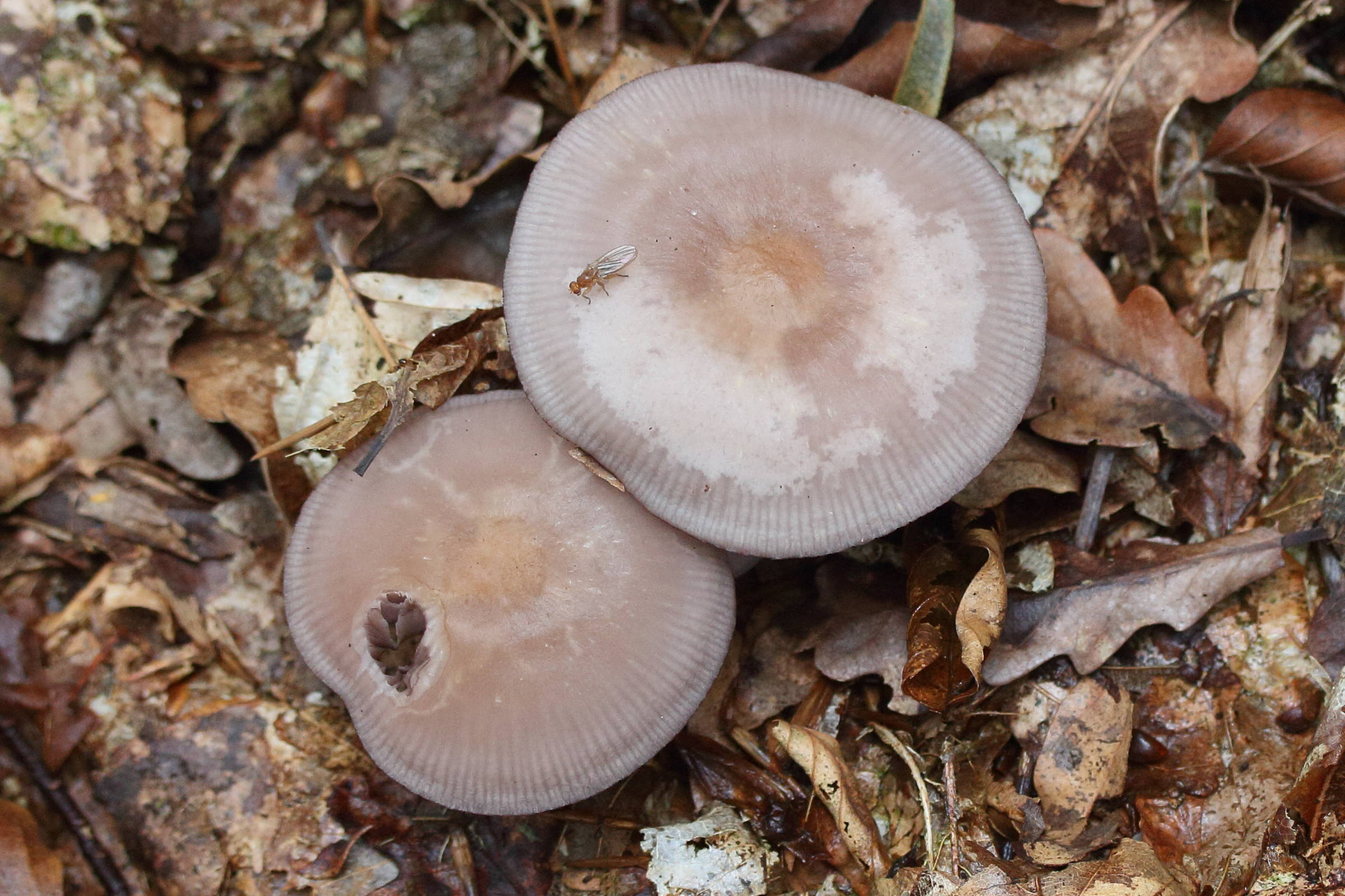 mycena_pelianthina1md