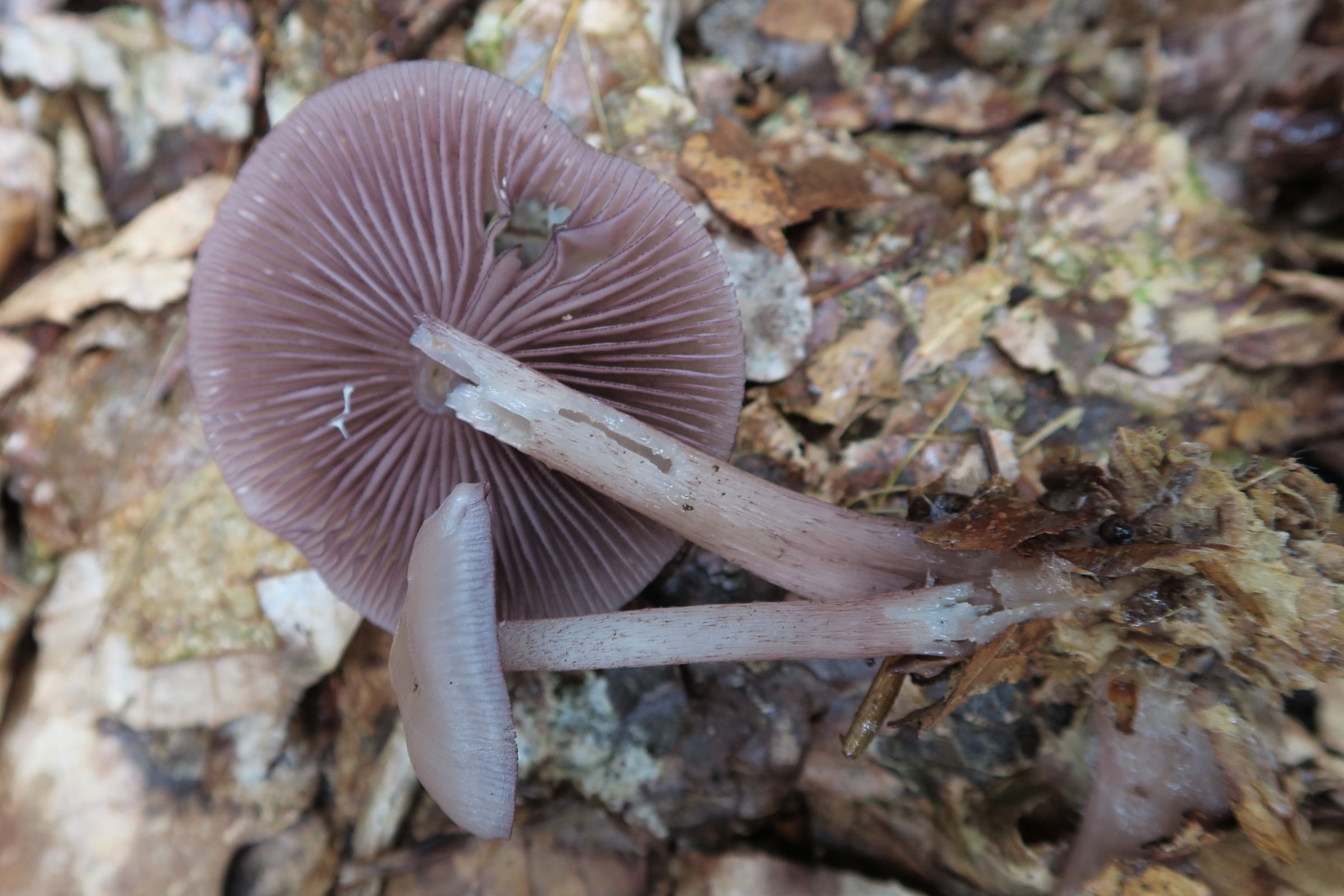 mycena_pelianthina2md