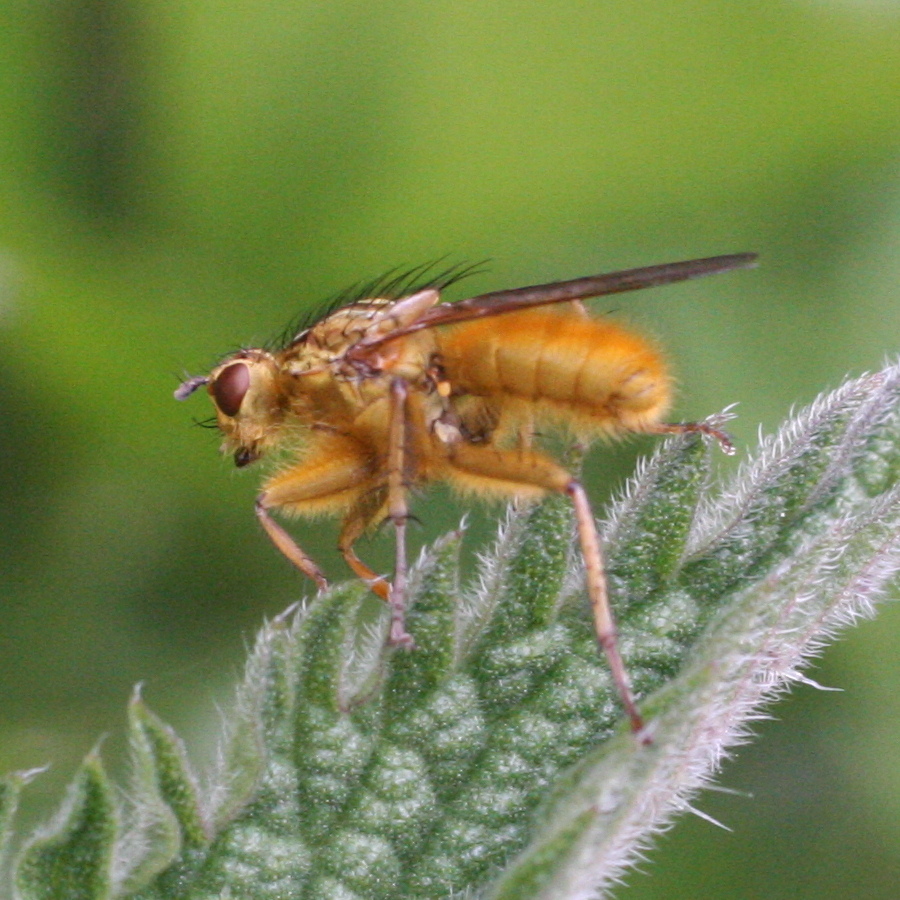 scatophaga_stercoraria11md