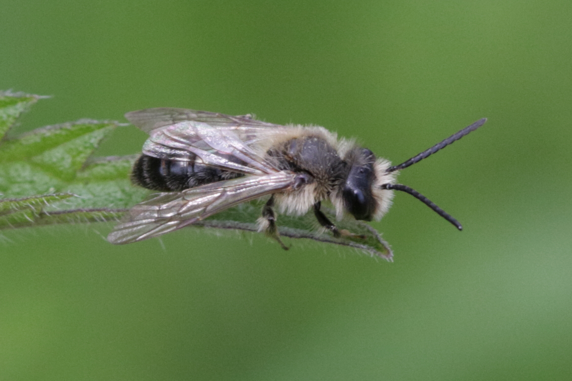 andrena_barbilabris1bd