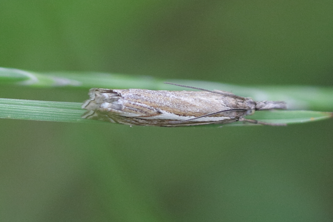 crambus_lathoniellus1bd