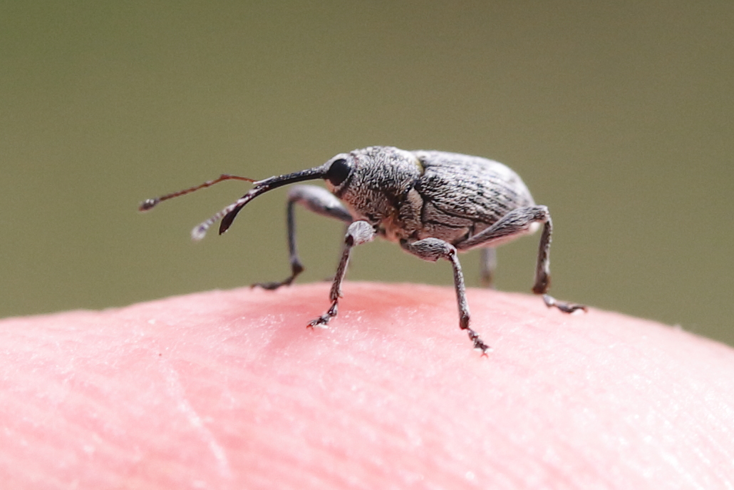 curculio_villosus1md