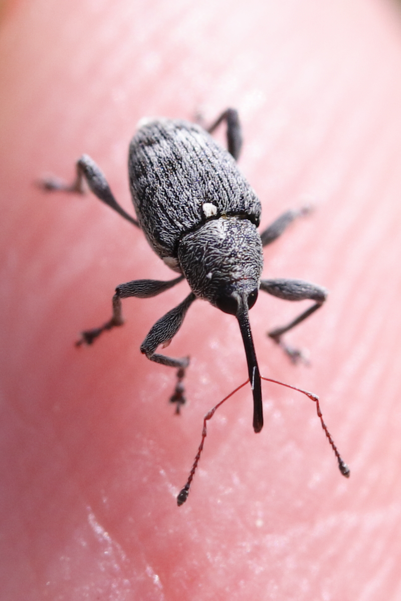 curculio_villosus2md