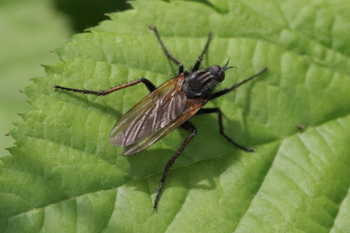 empis_tessellata7bd