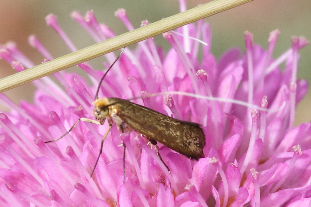 nemophora_metallica4md