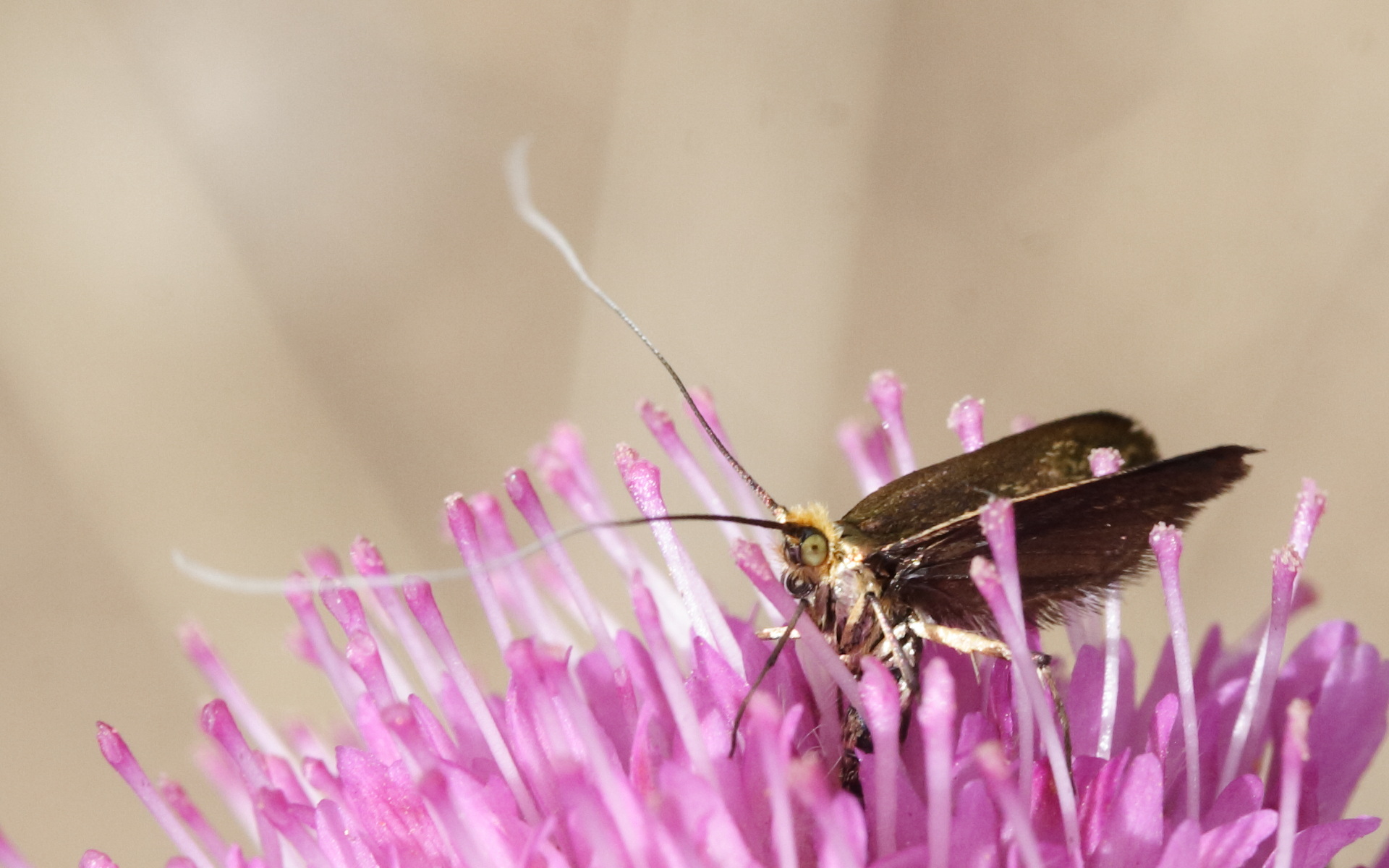 nemophora_metallica5md