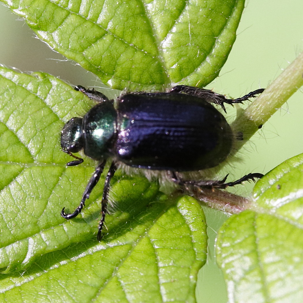 Afficher le média phyllopertha_horticola7md phyllopertha_horticola7md