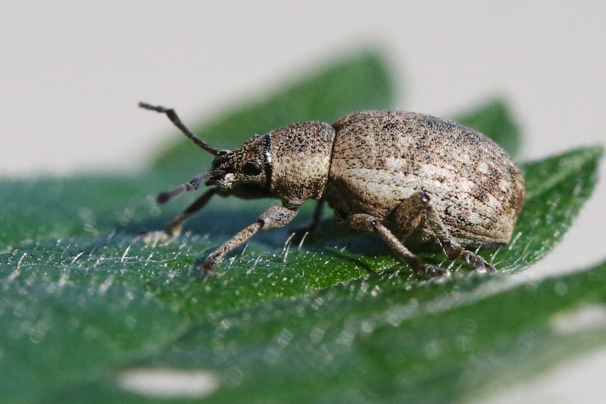 strophosoma_capitatum1md