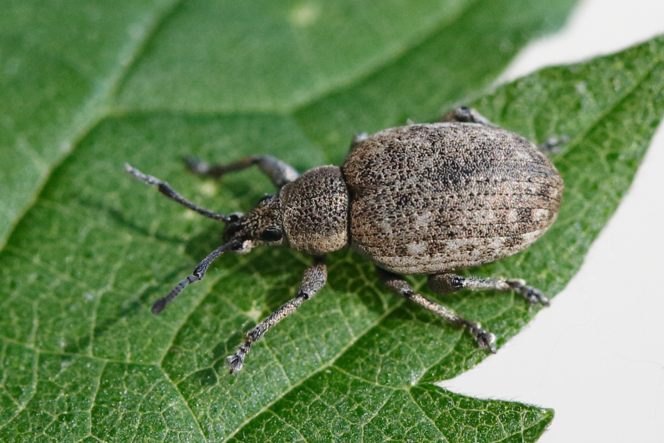 strophosoma_capitatum2md
