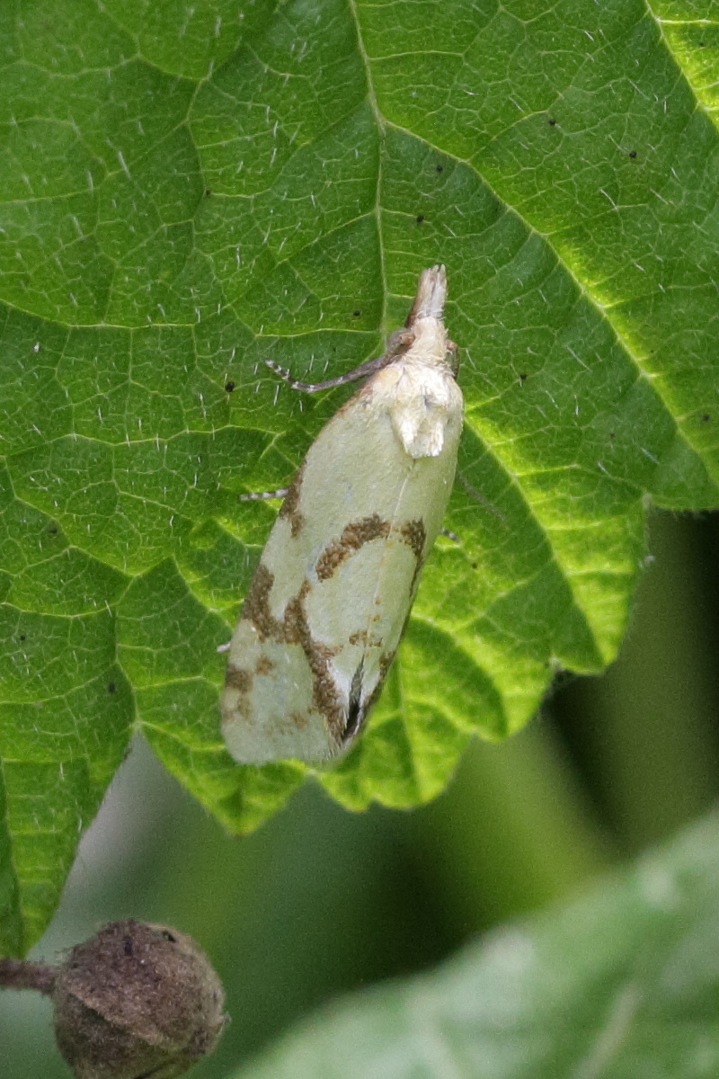 agapeta_hamana1bd
