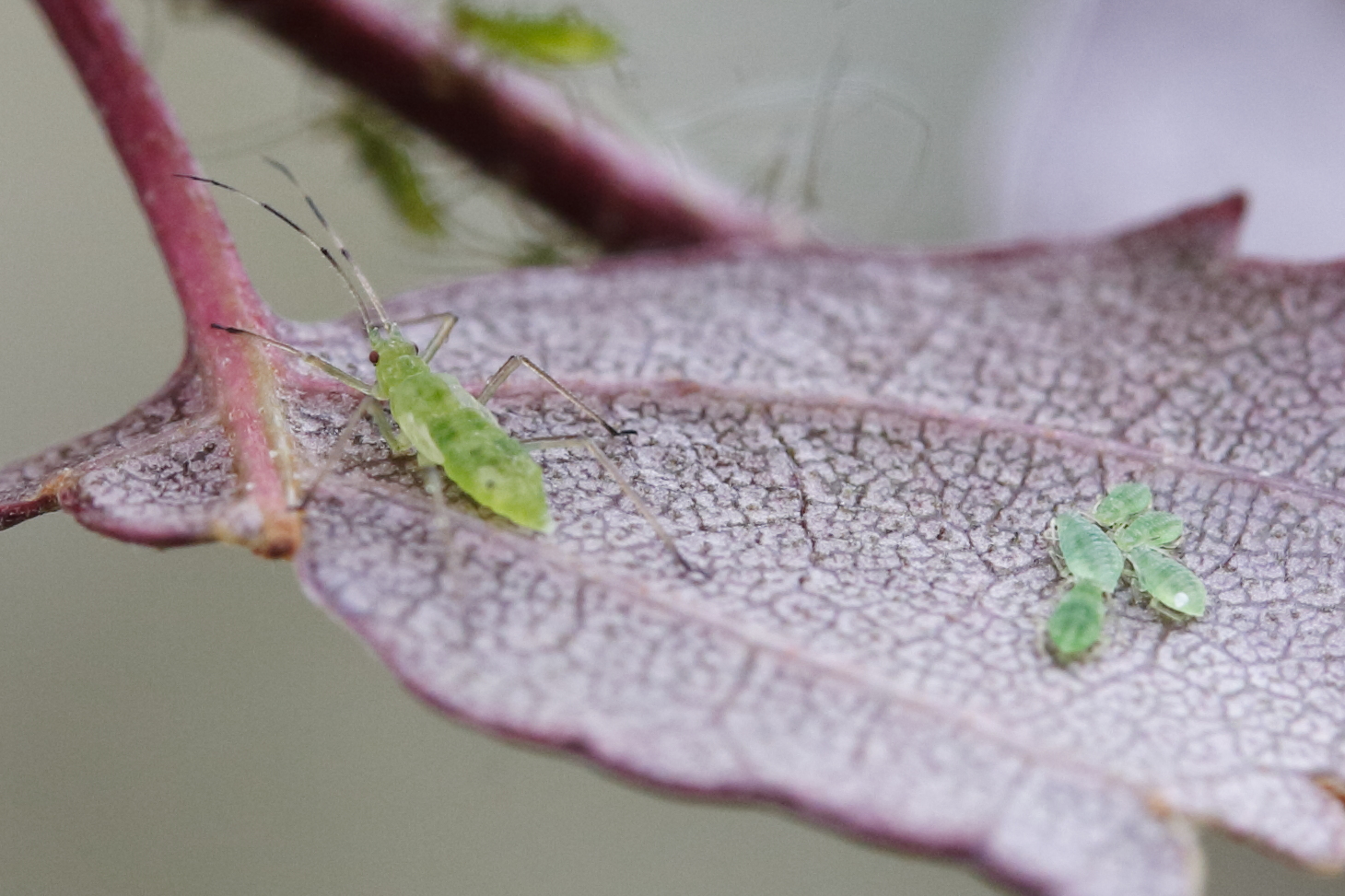 euceraphis_punctipennis1md