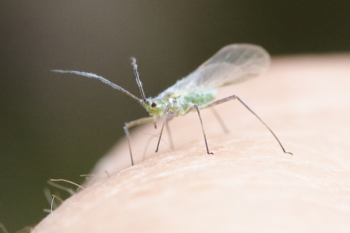 euceraphis_punctipennis2md