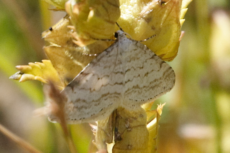 perizoma_albulata1md