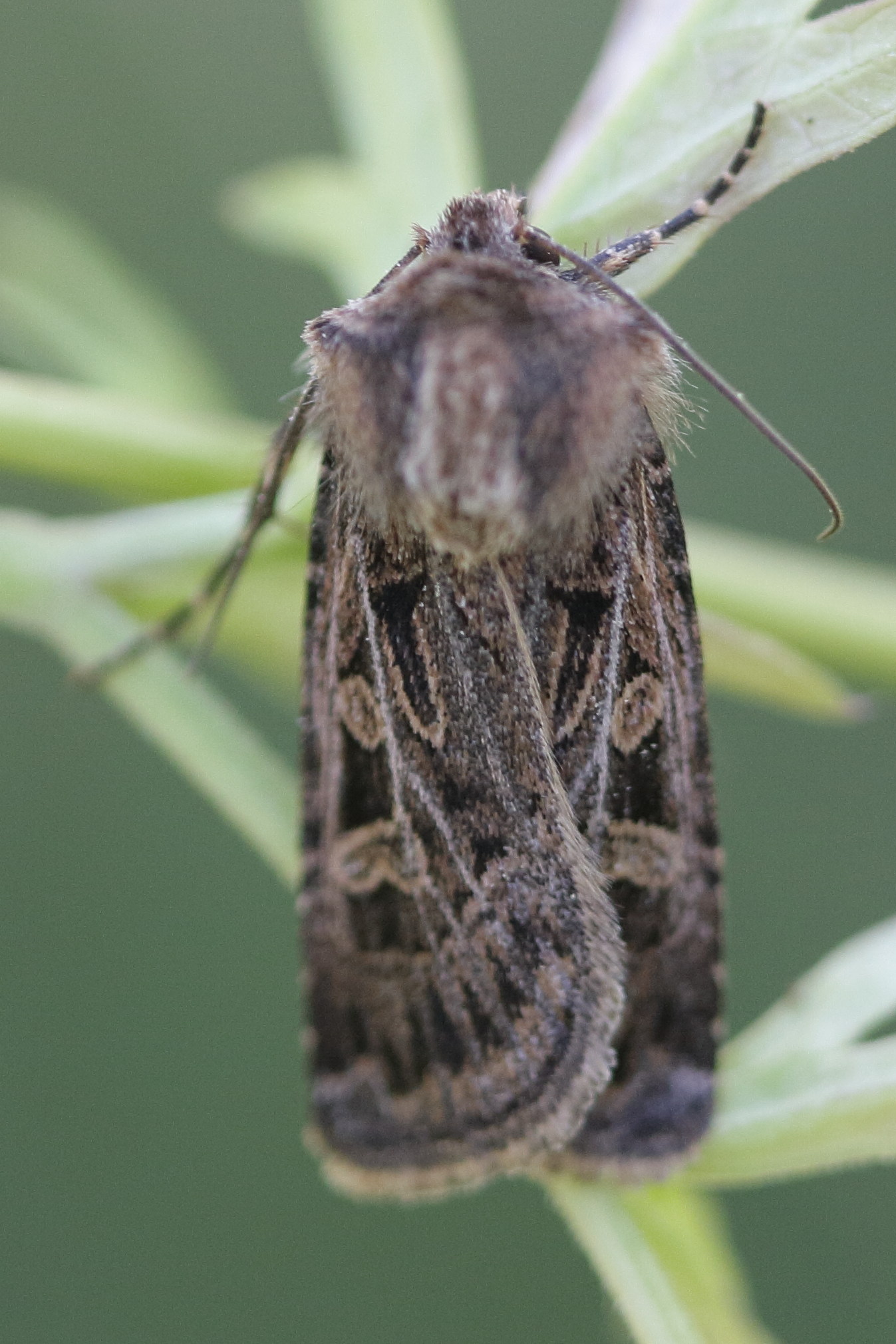 tholera_decimalis1bd