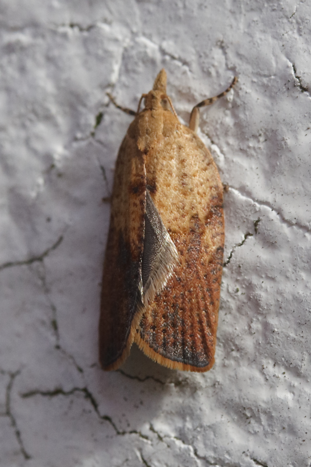 acleris_ferrugana1md