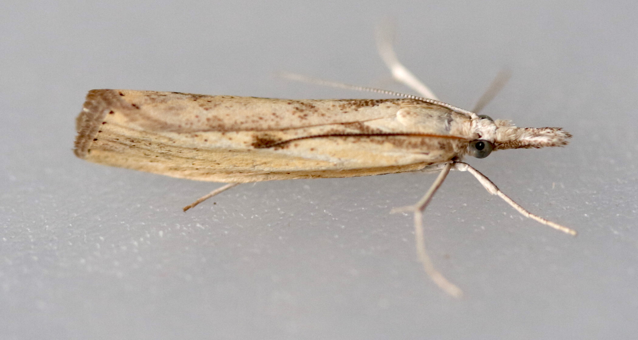 agriphila_inquinaella2md