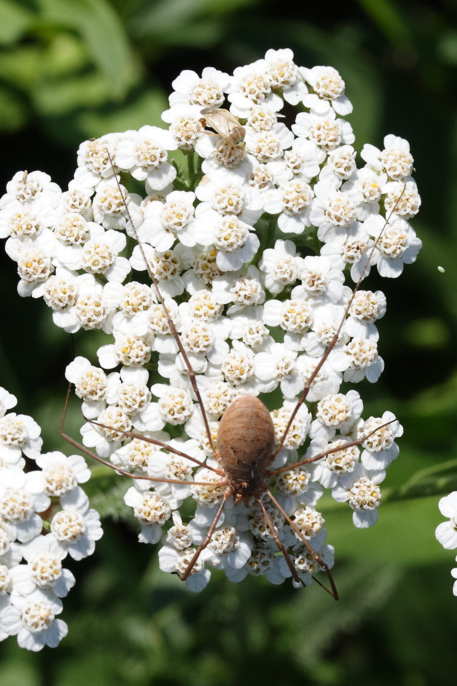 Afficher le média opilio_canestrinii1md opilio_canestrinii1md