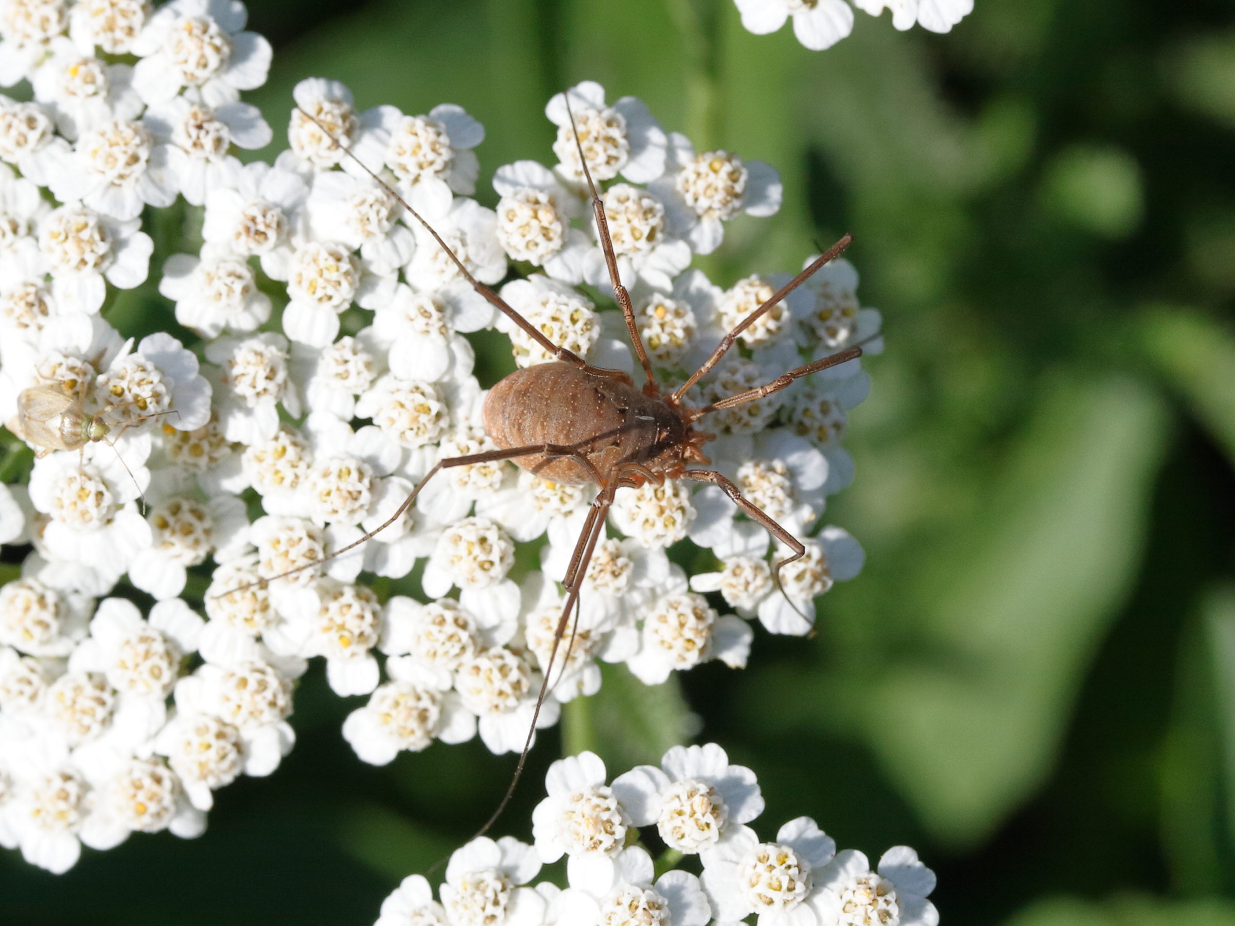 Afficher le média opilio_canestrinii2md opilio_canestrinii2md