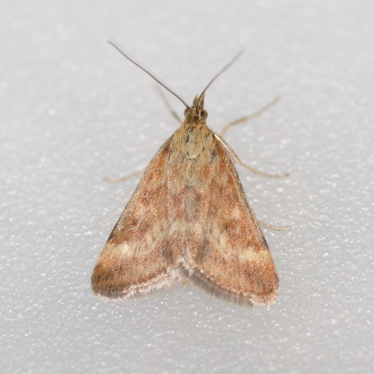 pyrausta_despicata10md