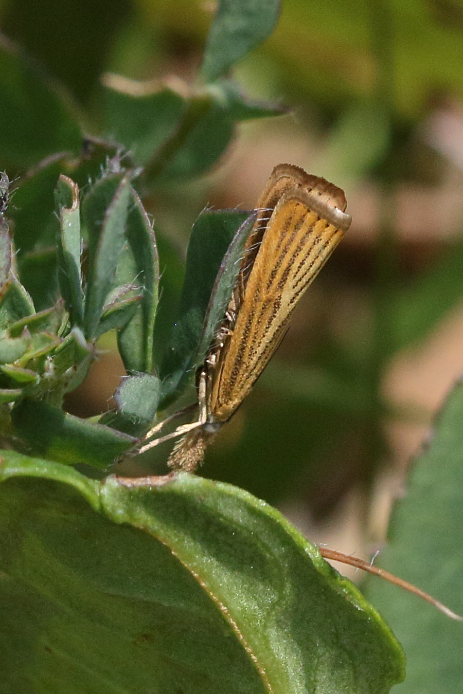agriphila_straminella2bd