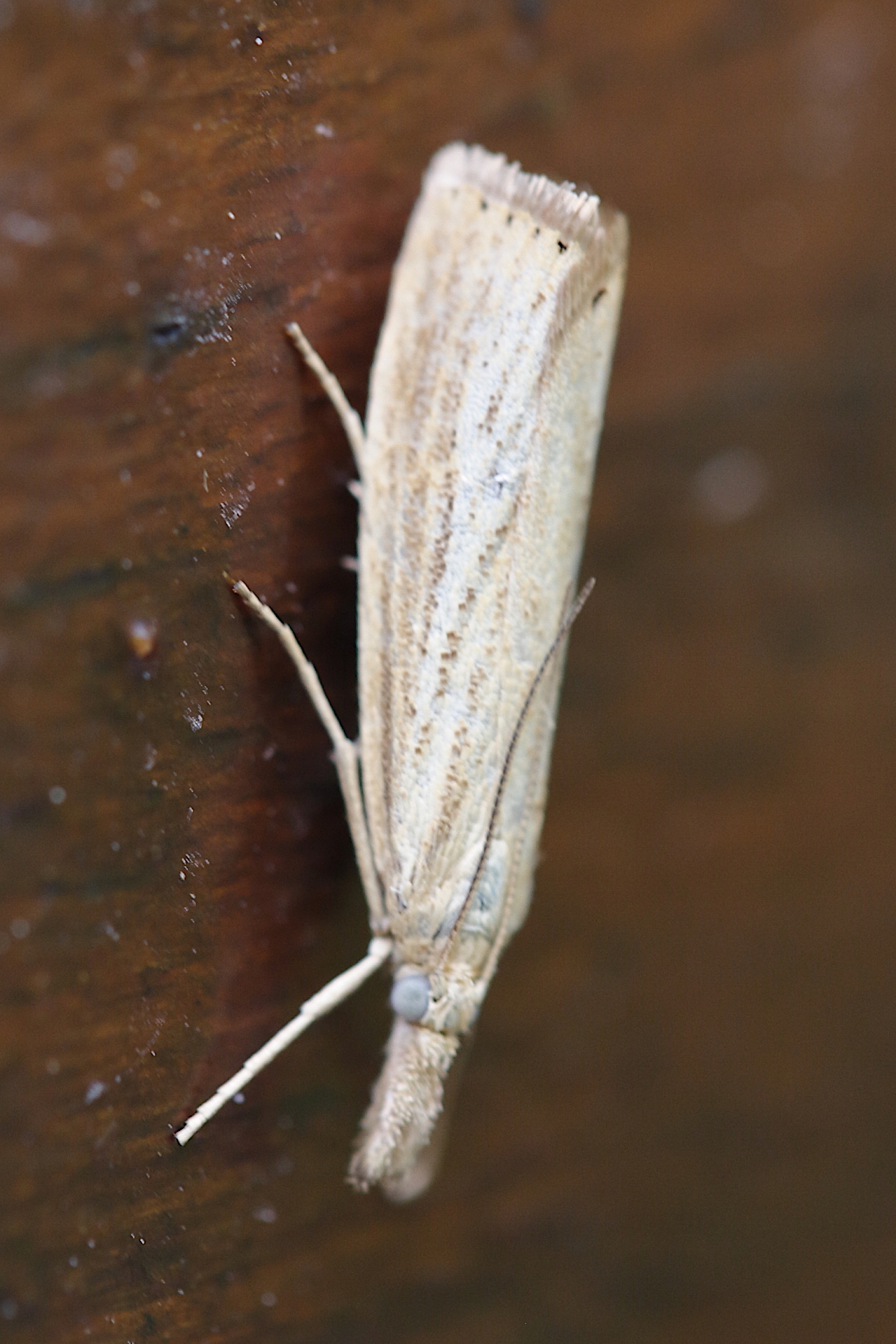 agriphila_straminella3md