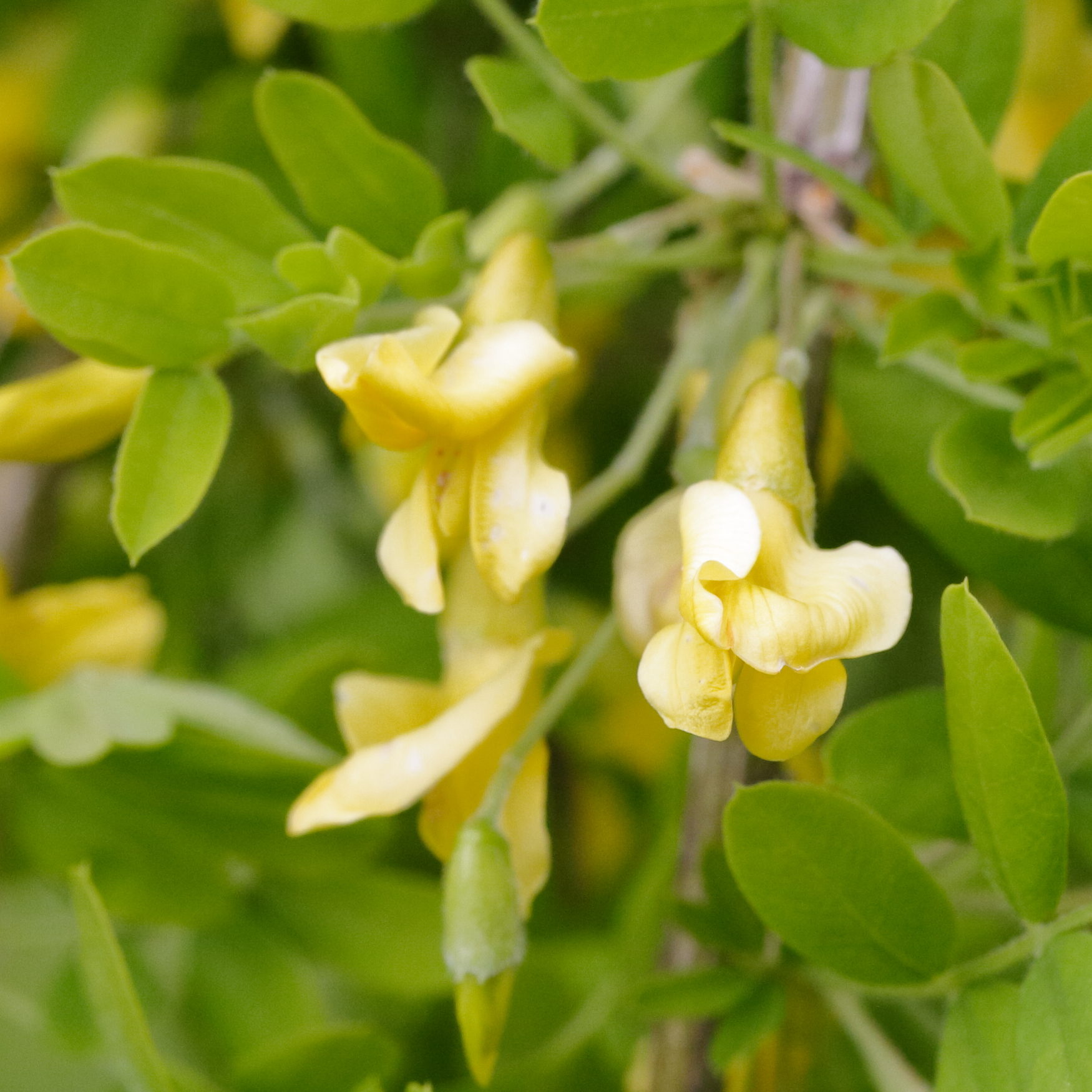 Afficher le média caragana-arborescens5md caragana-arborescens5md