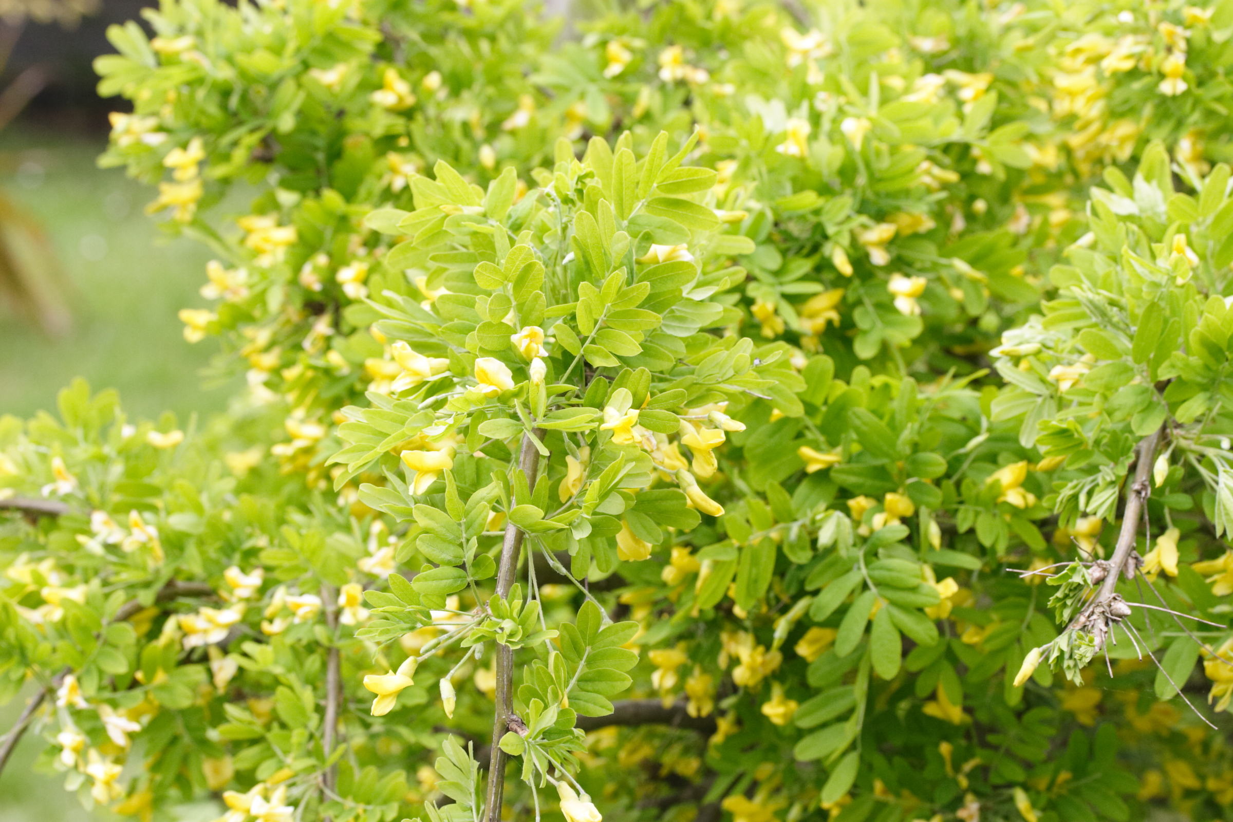 Afficher le média caragana_arborescens3md caragana_arborescens3md