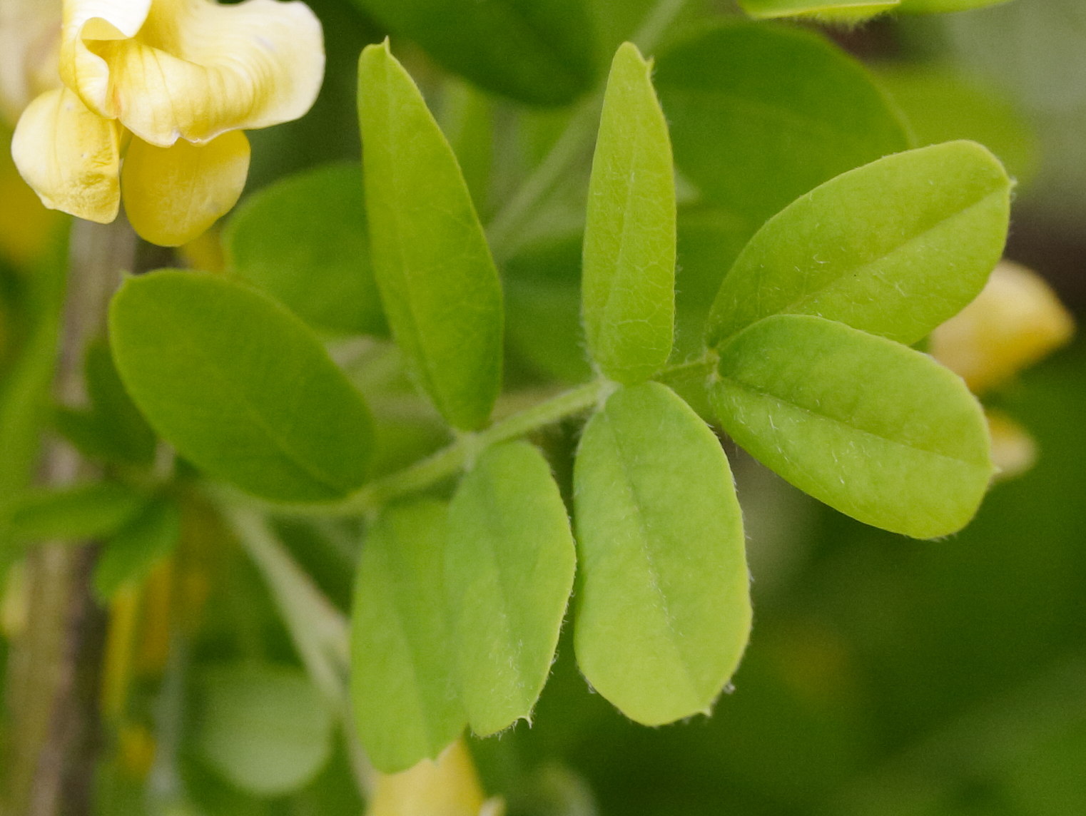 Afficher le média caragana_arborescens4md caragana_arborescens4md