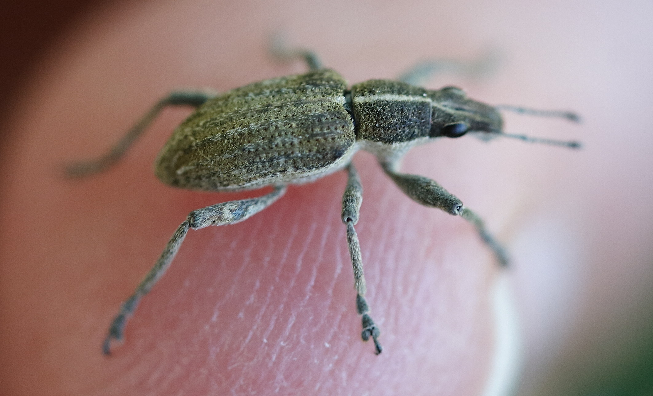 chlorophanus_viridis2md