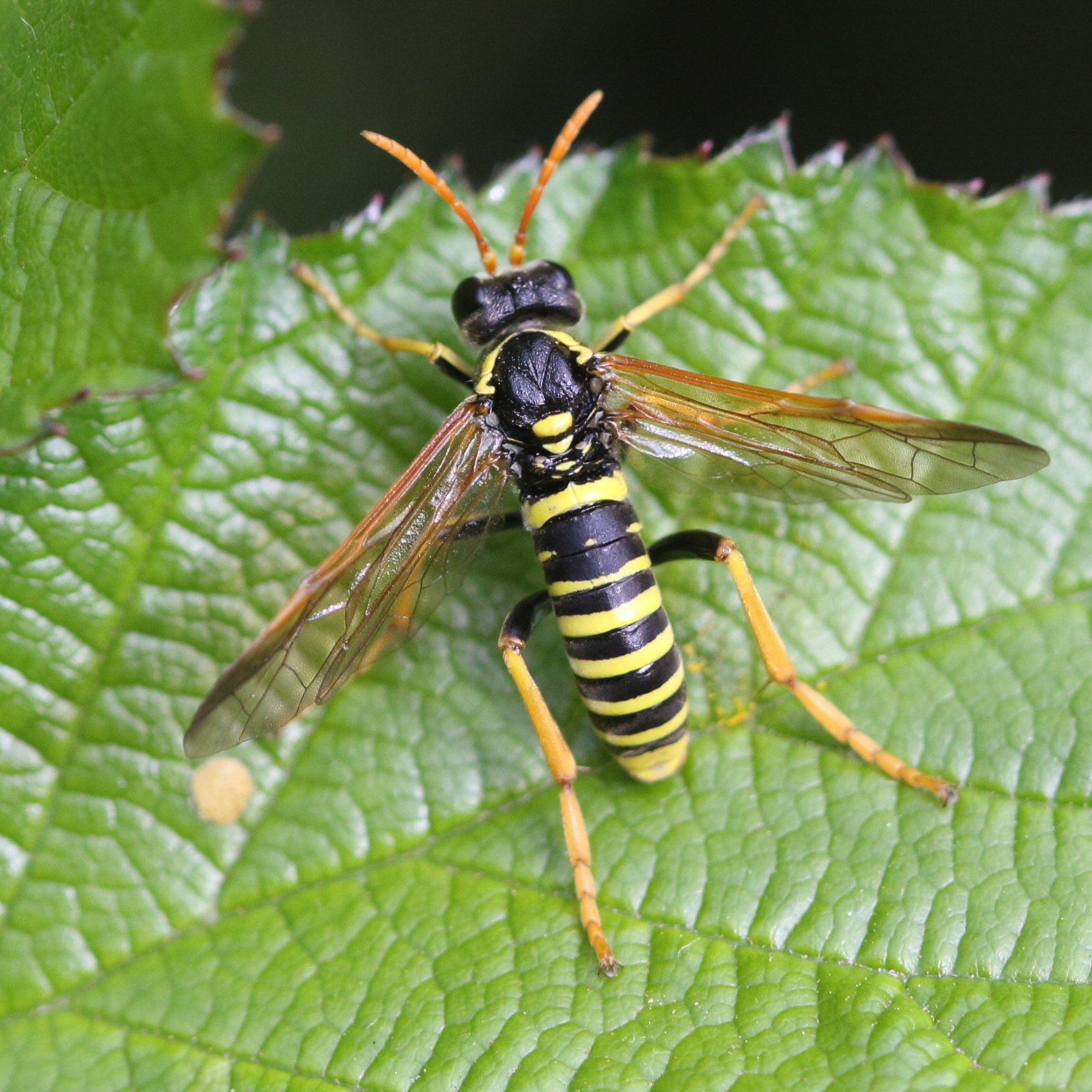 tenthredo_scrophulariae2bd