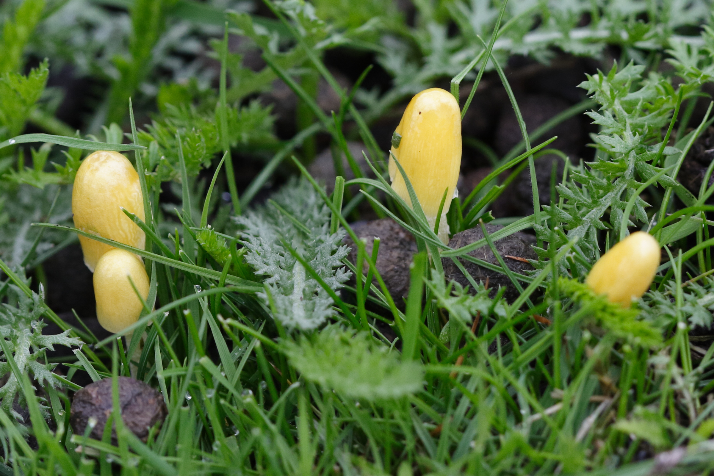 bolbitius_titubans5md