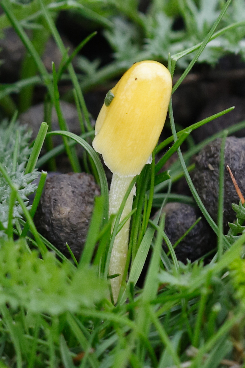 bolbitius_titubans6md