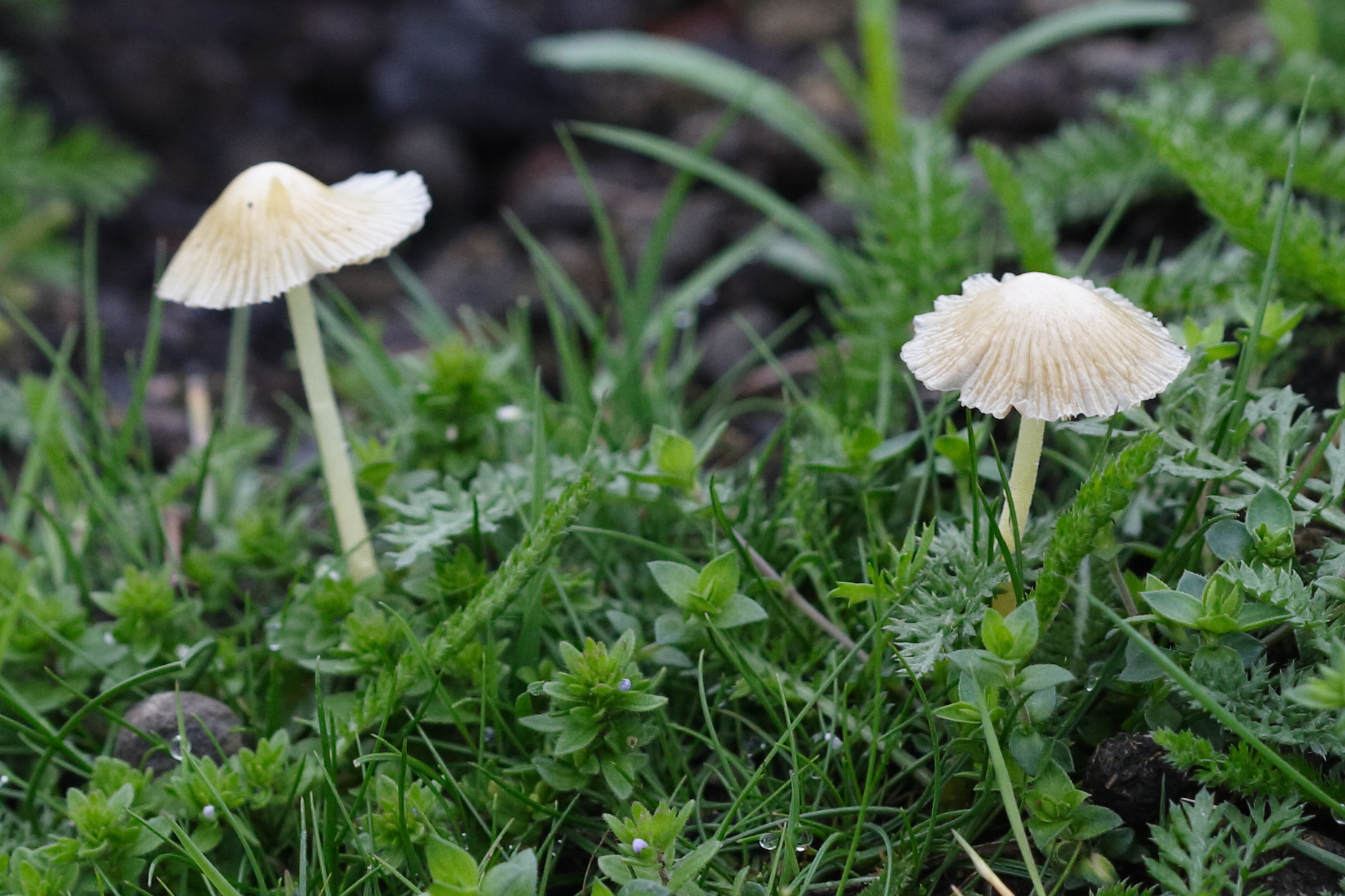 bolbitius_titubans7md