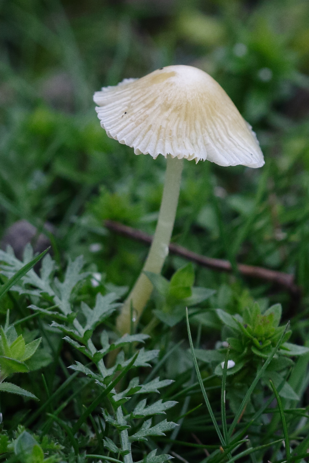 bolbitius_titubans8md