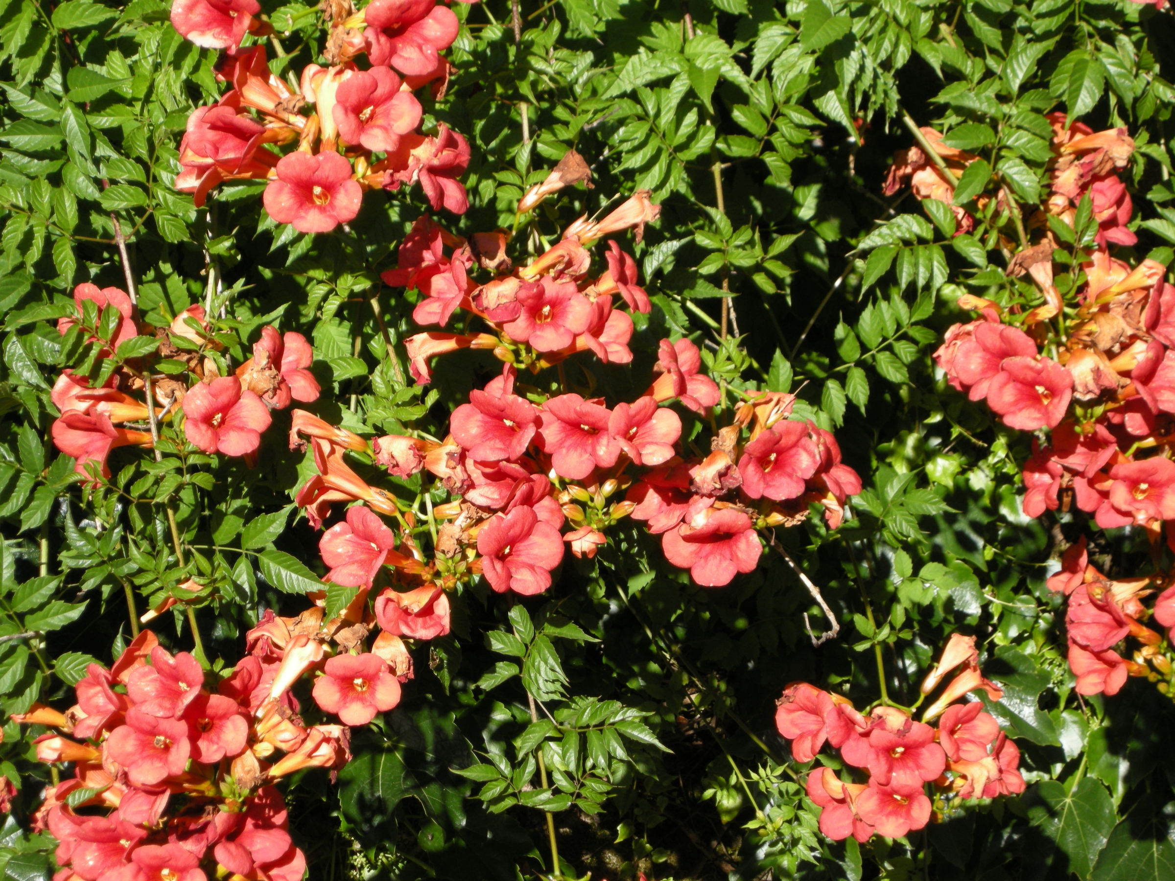 Afficher le média campsis_grandiflora5md campsis_grandiflora5md